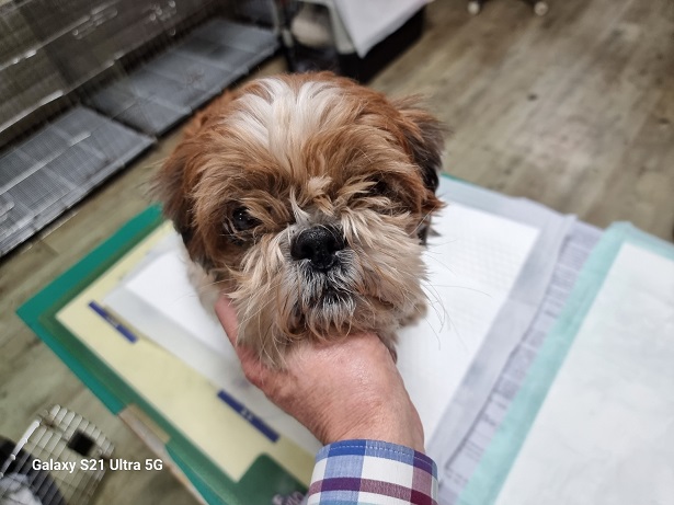 종료(반환) 시츄의…